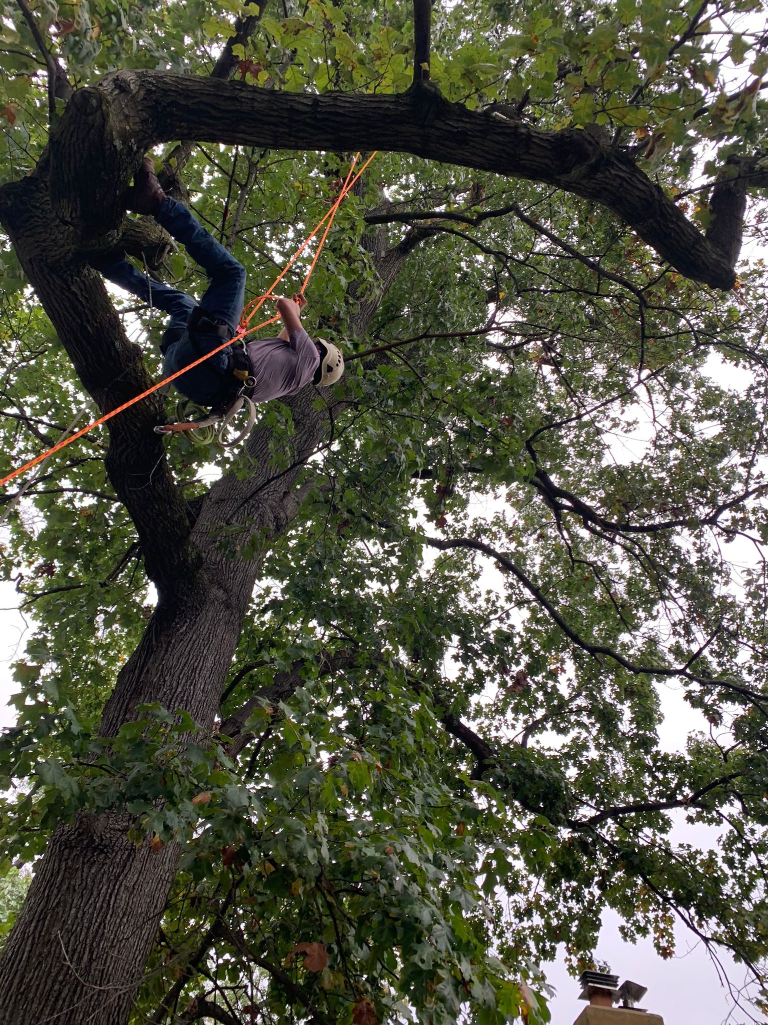 Morales Tree Service Image